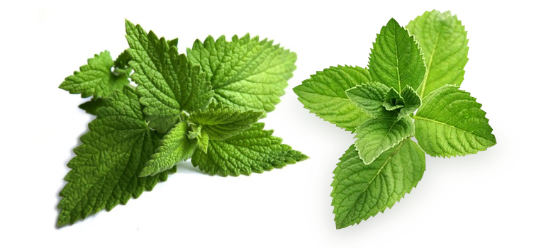 Natural Peppermint